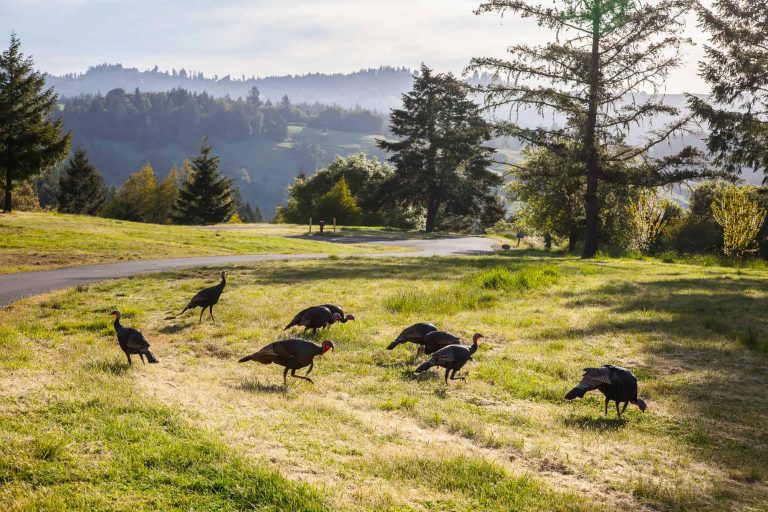 RatnaLing TroyZiel 34 768x512