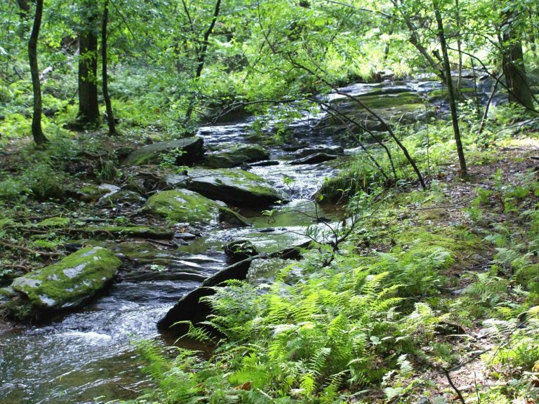 Dayspring Creek 2048x1536 1 768x576